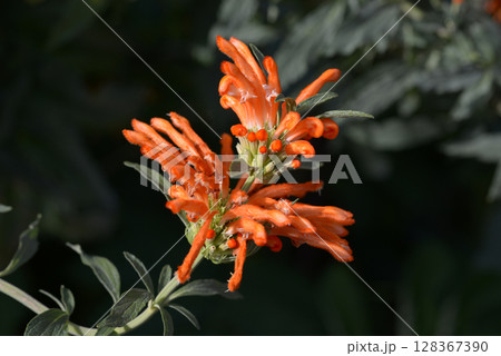 カエンキセワタ カエンキセワタ 128367390