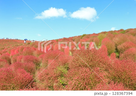 コキアの丘紅葉・ひたち海浜公園 コキアの丘紅葉・ひたち海浜公園 128367394