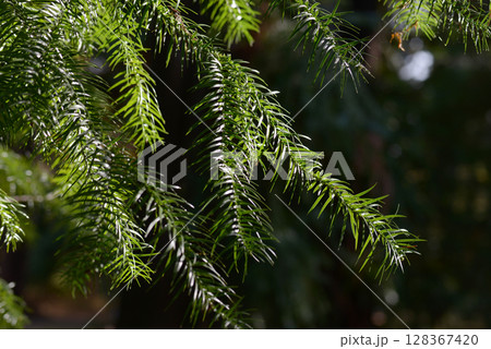 コウヨウザン 128367420