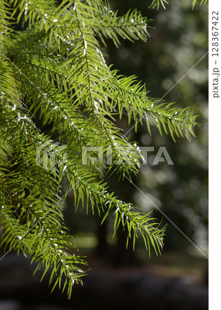 コウヨウザン 128367422