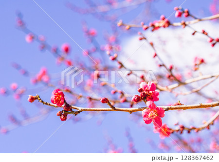 梅の花2ー9 128367462