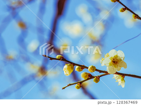 梅の花2ー25 128367469