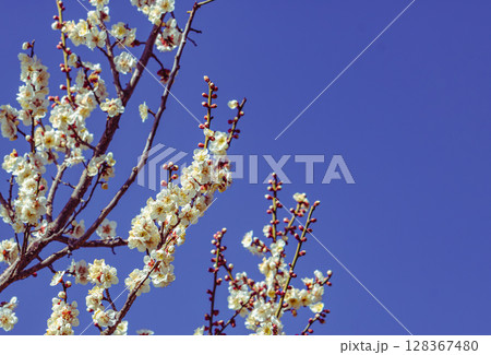 梅の花2ー38 128367480