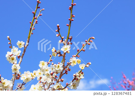 梅の花2ー39 128367481