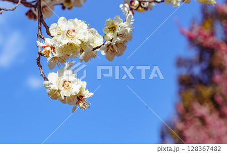 梅の花2ー40 128367482