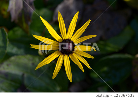 ルドベキア 128367535