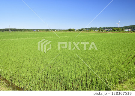 夏の北海道江差町で水田の風景を撮影 128367539