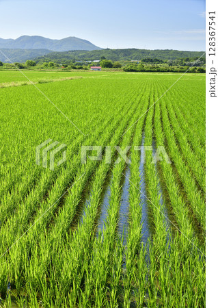 夏の北海道江差町で水田の風景を撮影 128367541