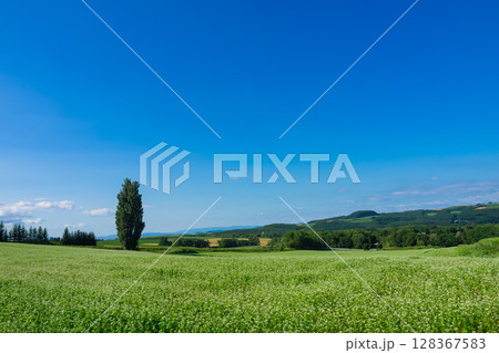 ケンとメリーの木 128367583