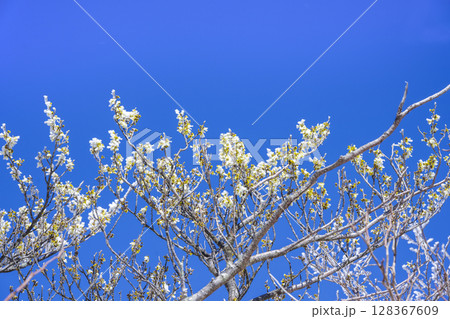 樹氷の大浪池 樹氷の大浪池 128367609