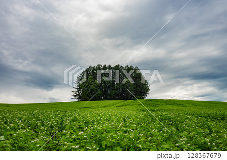 マイルドセブンの丘 128367679