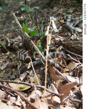 タシロラン 田代蘭 (鐘撞堂山/埼玉県深谷市) タシロラン 田代蘭 (鐘撞堂山/埼玉県深谷市) 128367774