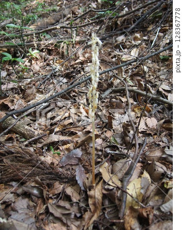 タシロラン　　田代蘭     （鐘撞堂山/埼玉県深谷市） 128367778