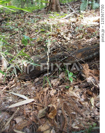 タシロラン 田代蘭 (鐘撞堂山/埼玉県深谷市) タシロラン 田代蘭 (鐘撞堂山/埼玉県深谷市) 128367780