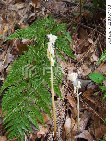タシロラン　　田代蘭     （鐘撞堂山/埼玉県深谷市） 128367783