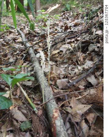 タシロラン　　田代蘭     （鐘撞堂山/埼玉県深谷市） 128367784