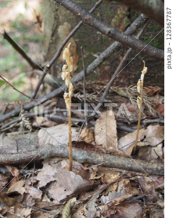 タシロラン　　田代蘭     （鐘撞堂山/埼玉県深谷市） 128367787
