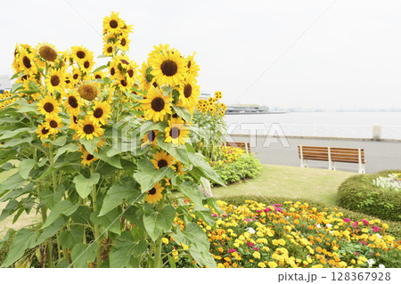 横浜市の山下公園のひまわり 128367928
