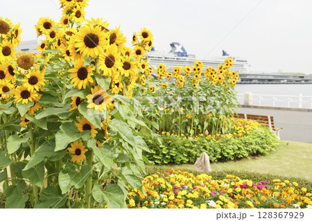 横浜市の山下公園のひまわり 横浜市の山下公園のひまわり 128367929