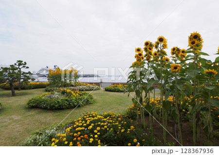 横浜市の山下公園のひまわり 横浜市の山下公園のひまわり 128367936