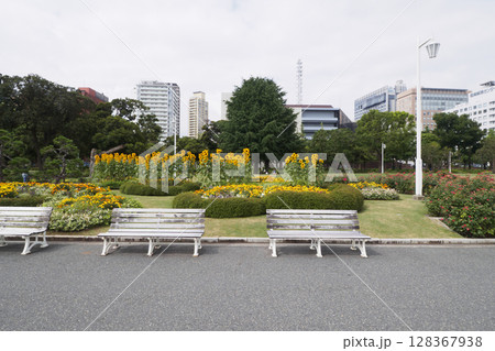 横浜市の山下公園のひまわり 128367938