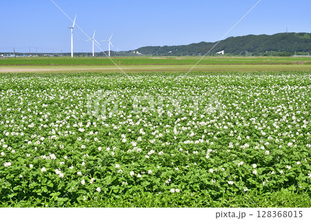 夏の北海道江差町で花が咲いたジャガイモ畑の風景を撮影 128368015