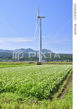 夏の北海道江差町で花が咲いたジャガイモ畑の風景を撮影 夏の北海道江差町で花が咲いたジャガイモ畑の風景を撮影 128368020