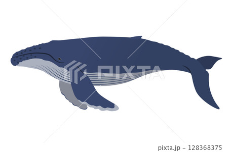 ザトウクジラのベクターイラスト 128368375