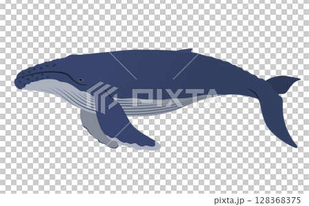 ザトウクジラのベクターイラスト 128368375