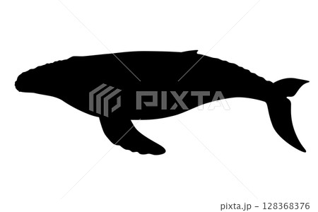 ザトウクジラのシルエット_ベクターイラスト 128368376