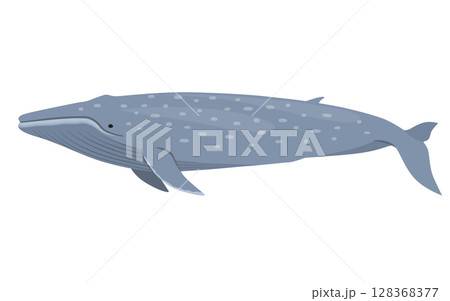 シロナガスクジラのベクターイラスト 128368377