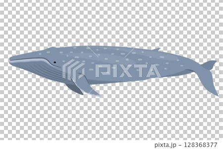 シロナガスクジラのベクターイラスト 128368377