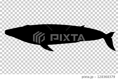 シロナガスクジラのシルエット_ベクターイラスト 128368379