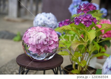 般若寺の紫陽花ボール 般若寺の紫陽花ボール 128368504