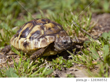 young hermann tortoise young hermann tortoise 128368552
