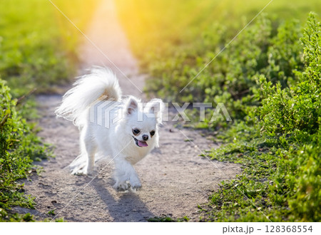 chihuahua in nature 128368554