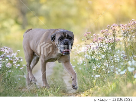 senior cane corso 128368555