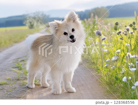 Japanese Spitz in studio 128368556