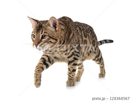 bengal cat in studio 128368567