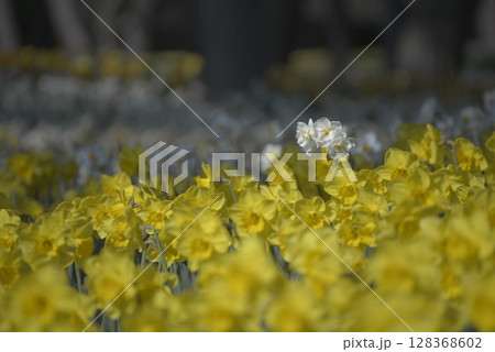 flowers 128368602