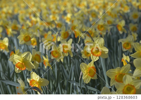 flower 128368603