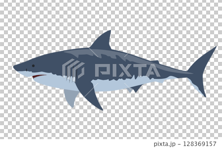 Great white shark vector illustration Great white shark vector illustration 128369157