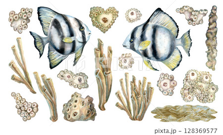 Black and white striped tropical fish, beige corals for seascape. Large set of watercolor clipart in neutral colors on white background for sea design, diving, scrapbook, stickers, textile. Black and white striped tropical fish, beige corals for seascape. Large set of watercolor clipart in neutral colors on white background for sea design, diving, scrapbook, stickers, textile. 128369577