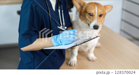 Veterinary Care. Vet taking notes on corgi dog's health at clinic. 128370024