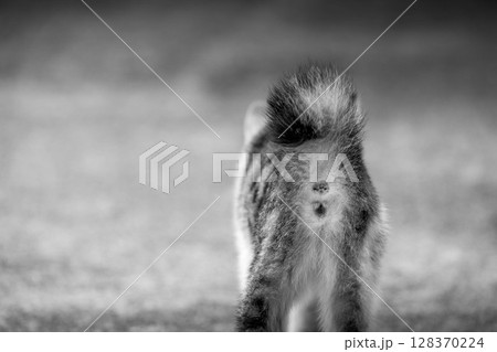 モノクロームの世界～キャットテールII～ 128370224