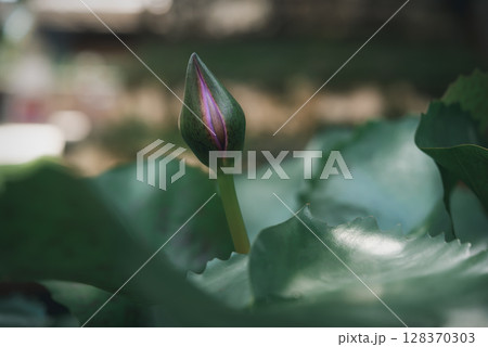 Lotus flower (Tropical water-lily) Lotus flower (Tropical water-lily) 128370303