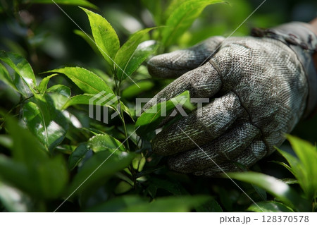 Inspecting Leaves for Pests with Textured Gloves in Natural Light 128370578