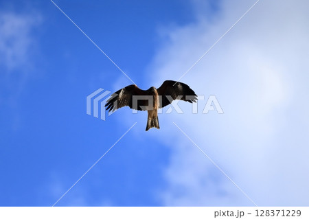 青空とトビ　イメージ 128371229