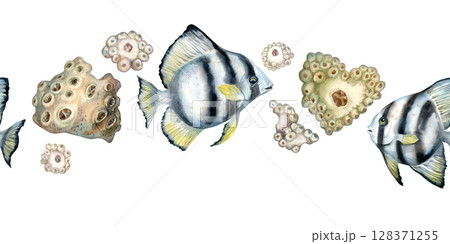 Seamless border of black-white striped tropical fish, beige corals on the reefs. Watercolor template of seascape in beige tones isolated on white background for sea design, diving, scrapbook, sticker Seamless border of black-white striped tropical fish, beige corals on the reefs. Watercolor template of seascape in beige tones isolated on white background for sea design, diving, scrapbook, sticker 128371255