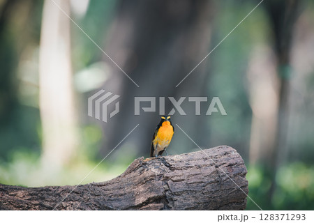 Bird (Narcissus Flycatcher) on tree in nature wild 128371293